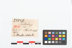Etikett zu Klappmesserbeingriff (NHMW-PRAE-025846)